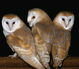 barn owl pictures