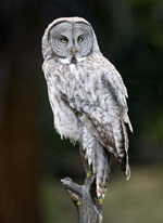 great grey owl pic