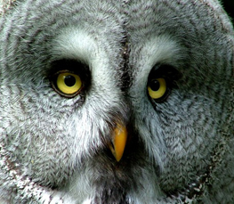 grey owl in nature
