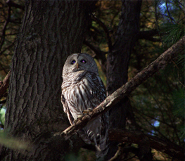 barred owl pictures