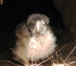 burrowing owl picture