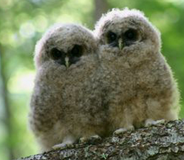 baby spotted owls