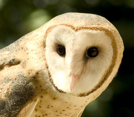 barn owls in the wild