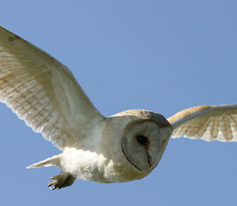 barn owl pictures