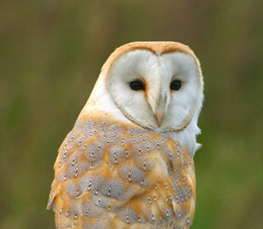 barn owl picture