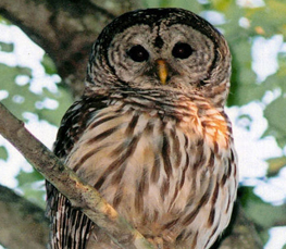 barred owl photo