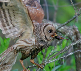 barred owl photograph