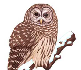nice barred owl picture