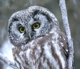 barred owl picture