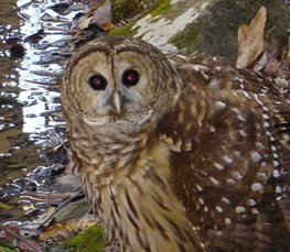 barred owl photo