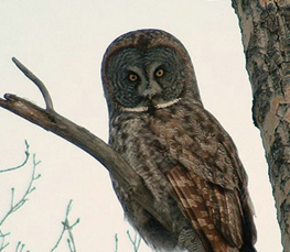 great grey owl picture