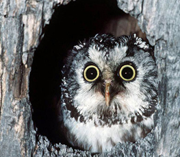boreal owl photograph