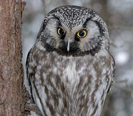 boreal owl photo
