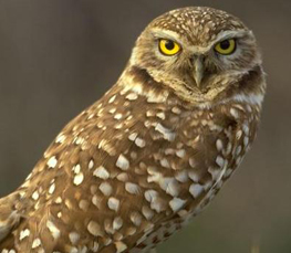 nice burrowing owl