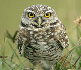 burrowing owl image