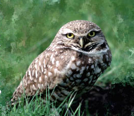 burrowing owl pic