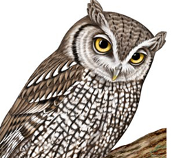 eastern screech owl illustration