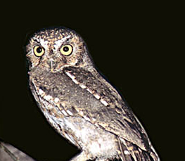 elf owl at night