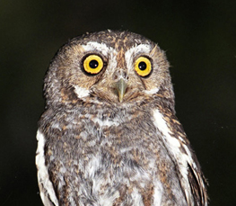 elf owl picture