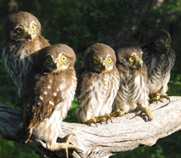 ferruginous pygmy owl photo