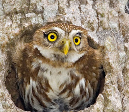ferruginous pygmy owl picture