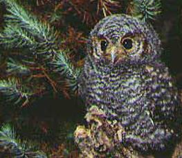 flammulated owl photo