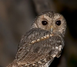 flammulated owl pictures