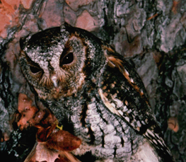 flammulated owl picture