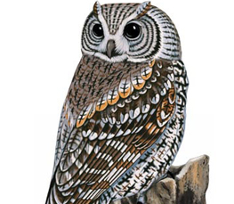 flammulated owl illustration