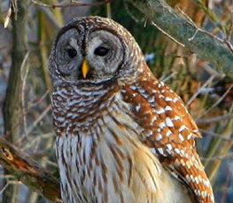 barred owl picture