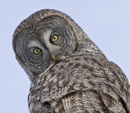 great grey owl photo
