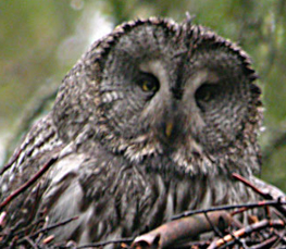 great grey owl picture