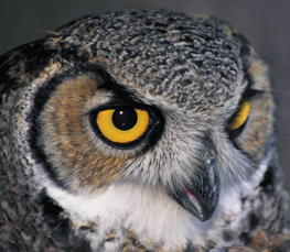 great horned owl pictures