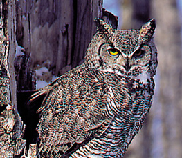 great horned owl photograph