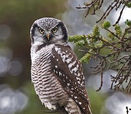 northern hawk owl picture