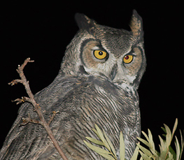 horned owl at night