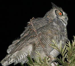 horned owl pictures
