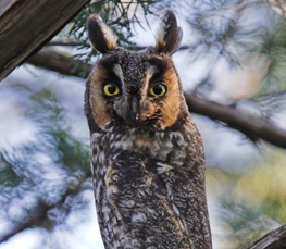 long-eared owl picture