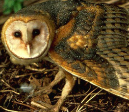 nice barn owl picture