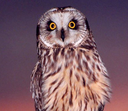 nice short-eared owl