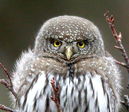 northern owl picture