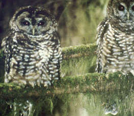 spotted owl photo