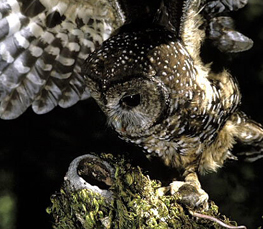 northern spotted owl picture