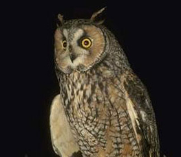 long-eared owl at night