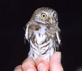 pygmy owl on hand