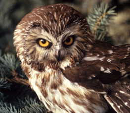 saw-whet owl
