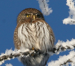 pygmy owl in winter