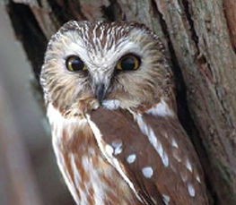 saw-whet owl photo