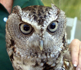 screech owl picture