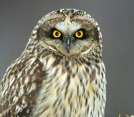 short-eared owl image